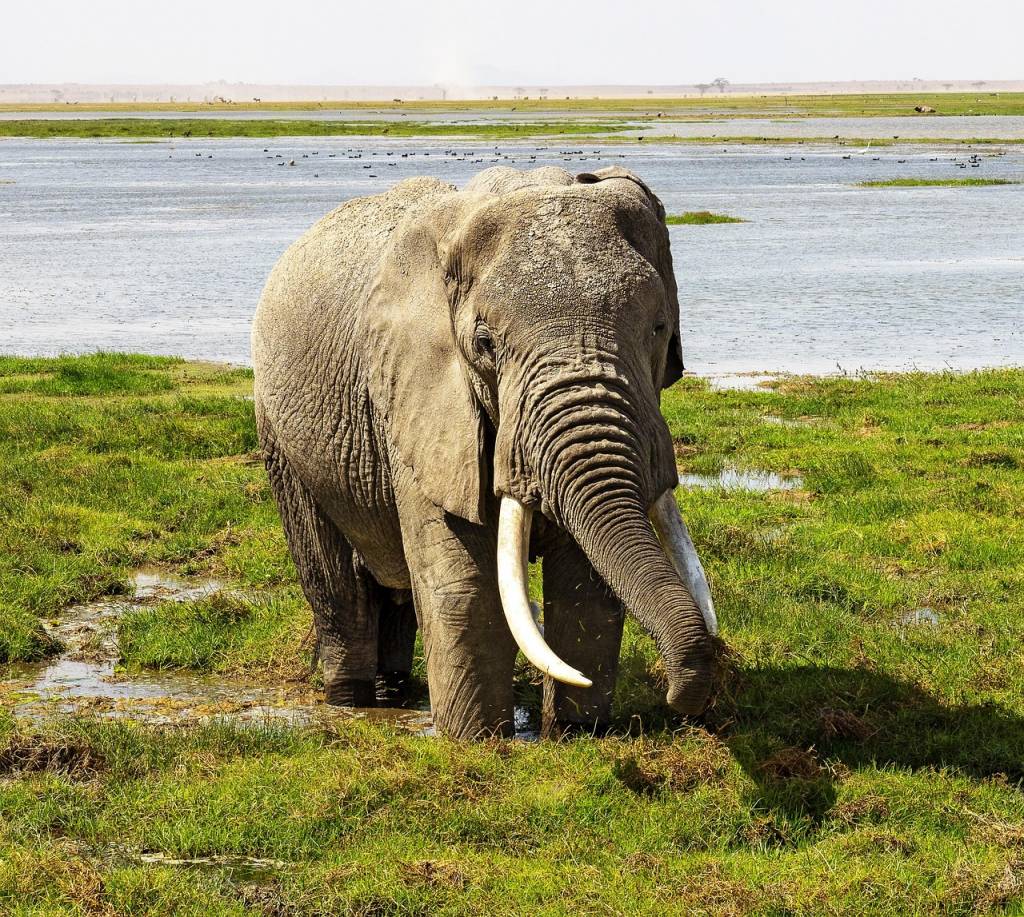 Les meilleurs circuits au Kenya pour observer les Big Five